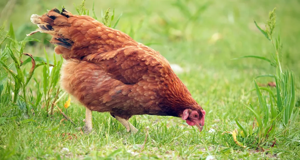 Rhode Island Red Chicken breed For Sale at Fluffies Farm